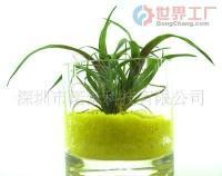 批發(fā)無土桌面綠植 藝術(shù)盆栽與花卉盆景的禮品新風(fēng)尚