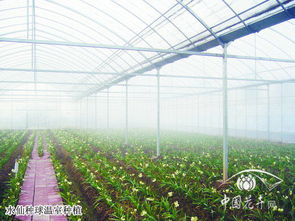 施家花廂 崇明水仙的傳承與創(chuàng)新