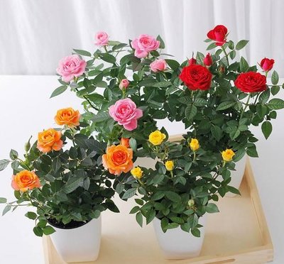 微型盆栽玫瑰花 四季花開，妝點生活的饋贈佳品