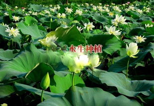 北京新科水產直銷 一站式水族與水生花卉供應商